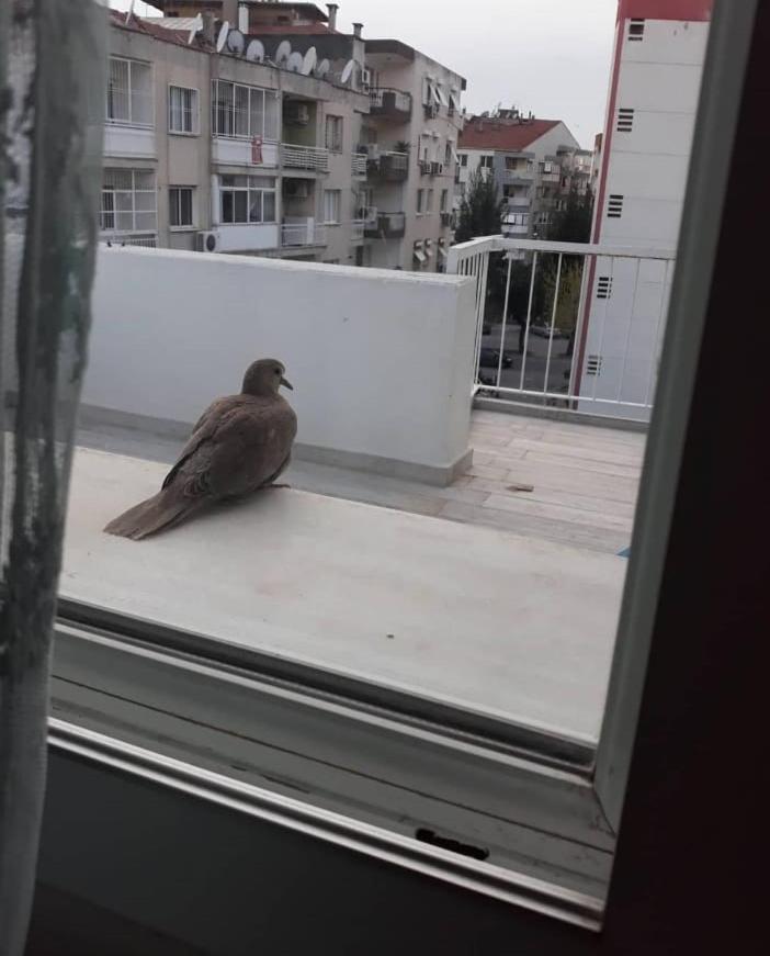איזמיר Zuebeyde Hanim Homes מראה חיצוני תמונה
